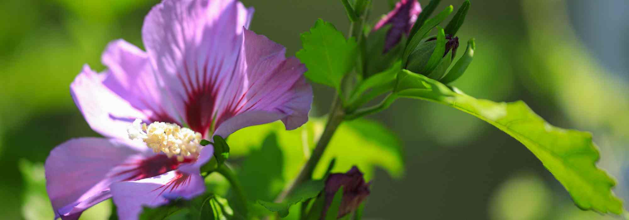 Qual é o melhor local para plantar um hibisco?