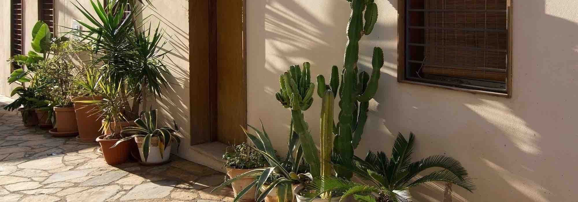 Colocar as plantas de interior no exterior durante a época mais quente: todos os nossos conselhos