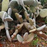 Como plantar uma figueira-da-índia em plena terra?
