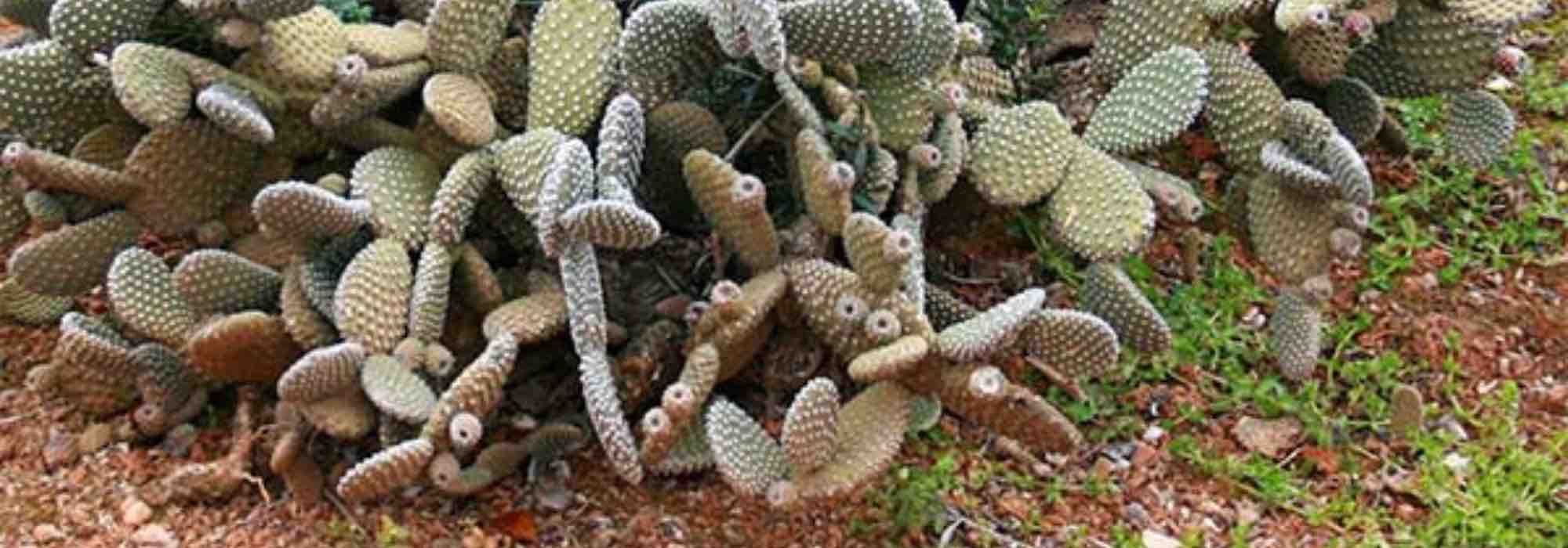 Como plantar uma figueira-da-índia em plena terra?
