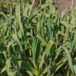 Alho-francês perene: como plantar e cultivar com sucesso