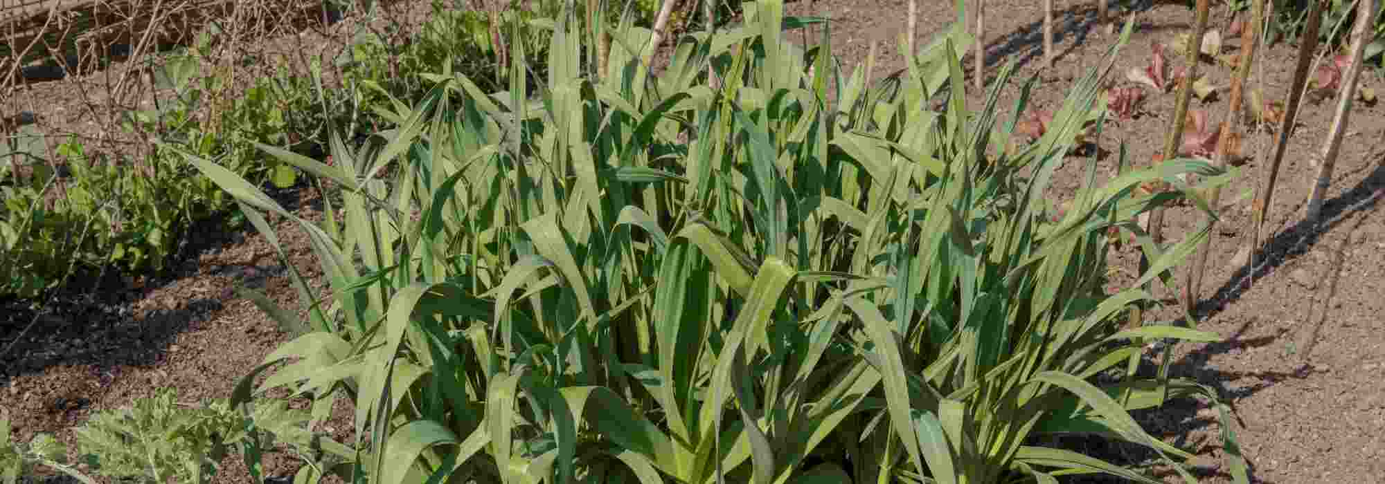 Alho-francês perene: como plantar e cultivar com sucesso