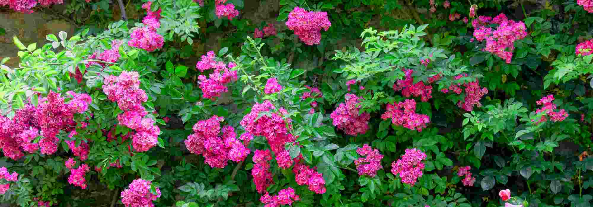 A nossa seleção de roseiras trepadeiras com flores cor-de-rosa