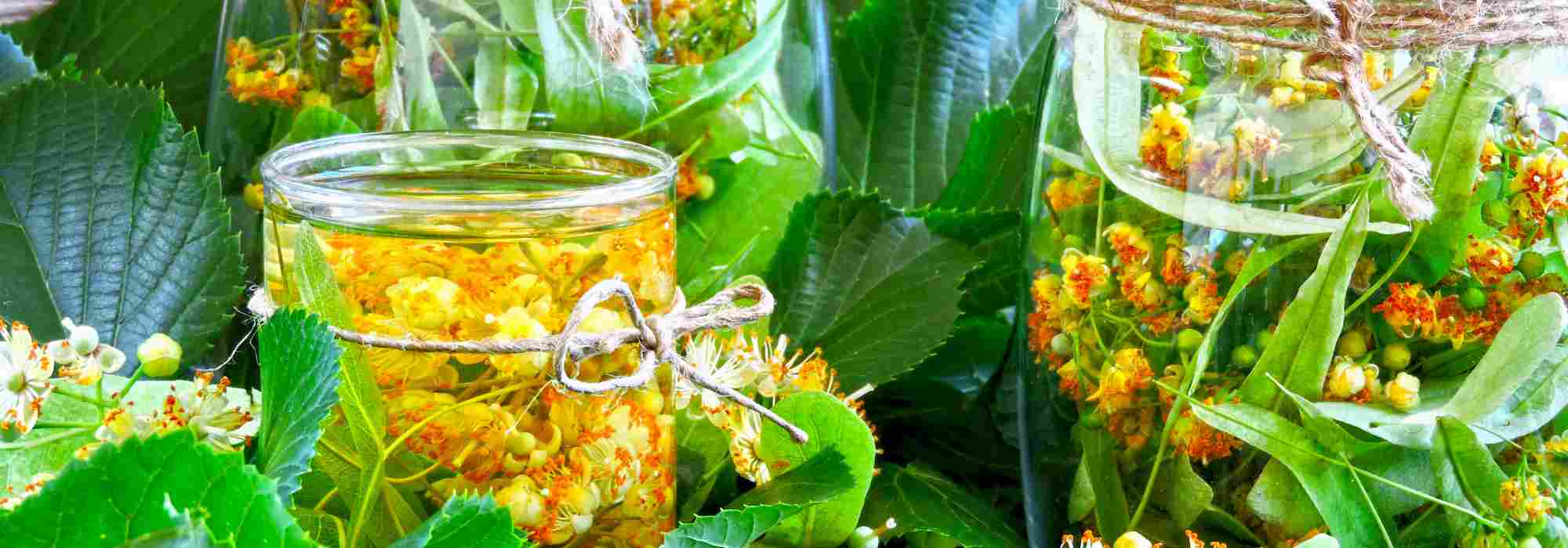 A tília fresca: uma aliada natural com múltiplas utilizações