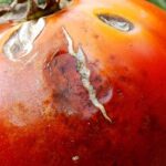 Os meus tomates estão feios: causas e soluções naturais