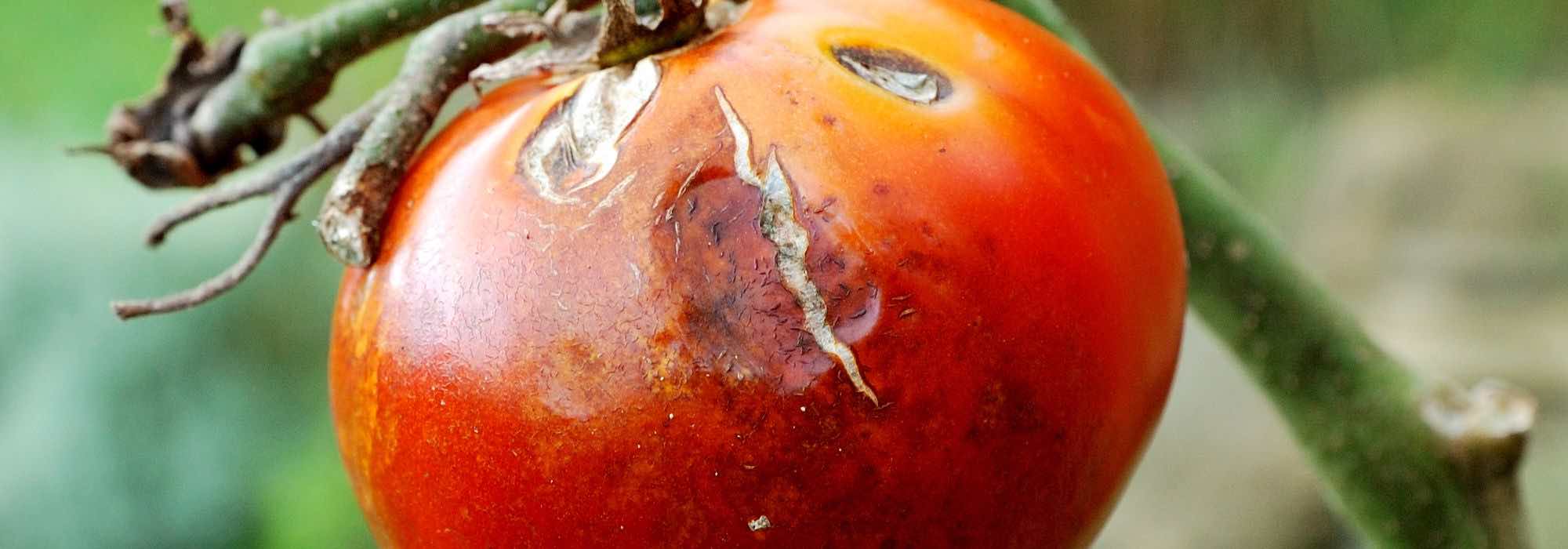 Os meus tomates estão feios: causas e soluções naturais