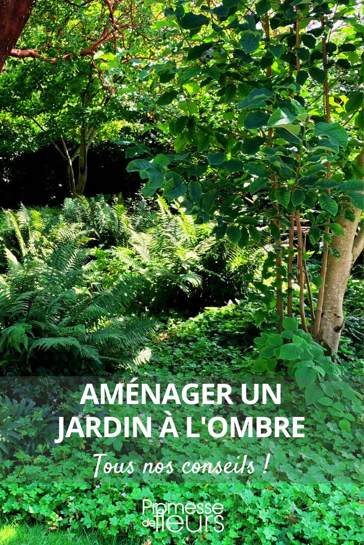 jardim à sombra planeamento planear