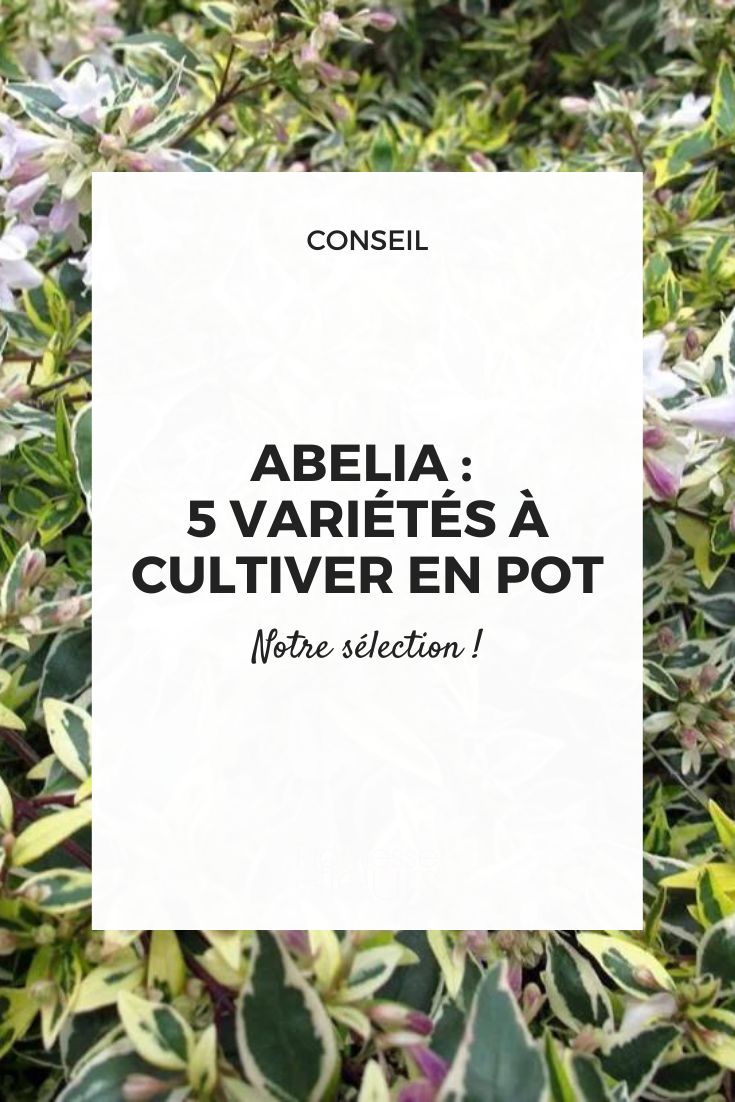abélia em vaso
