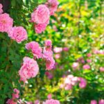 Como criar um jardim romântico?