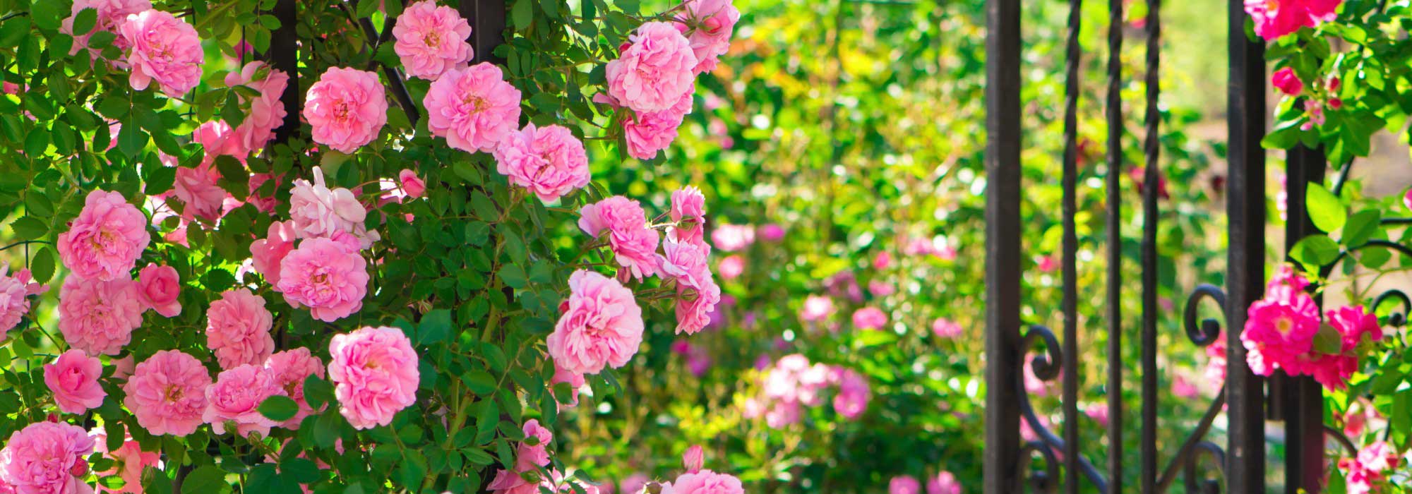 Como criar um jardim romântico?