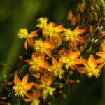 5 belas ideias para combinar a cebolinha-de-jardim