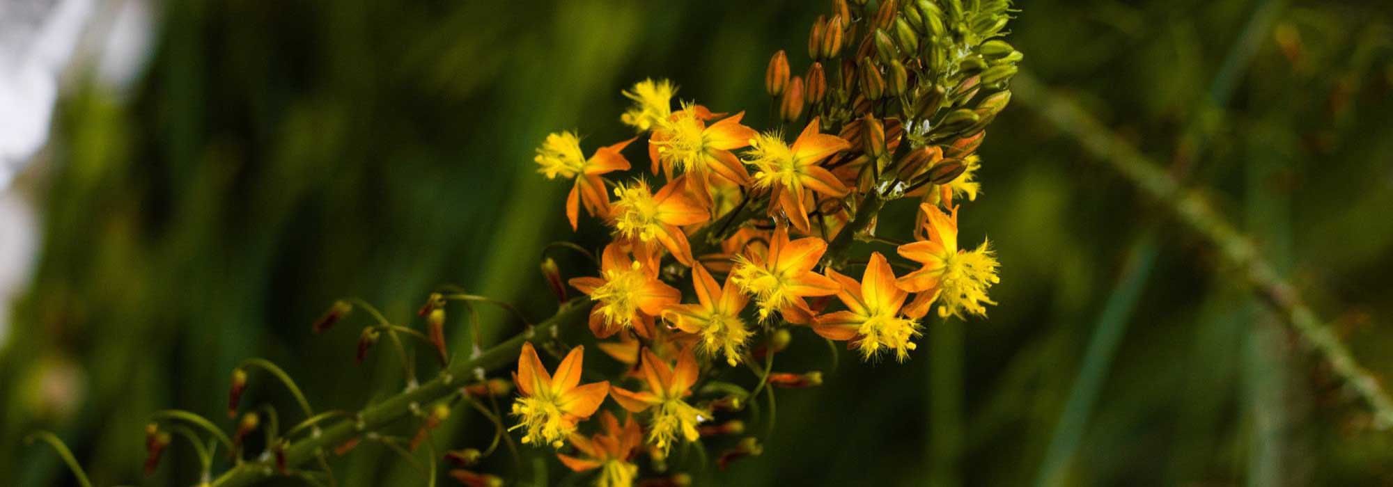 5 belas ideias para combinar a cebolinha-de-jardim