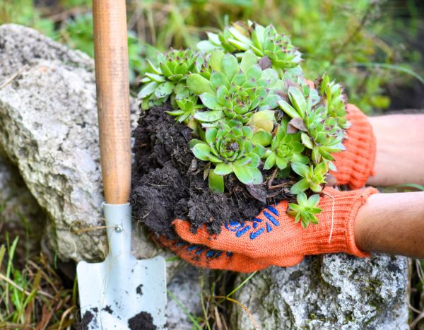 Como plantar plantas suculentas em plena terra no jardim?