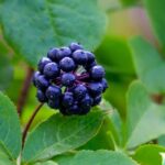 Eleuterococo, Acanthopanax: plantar, cultivar e cuidar