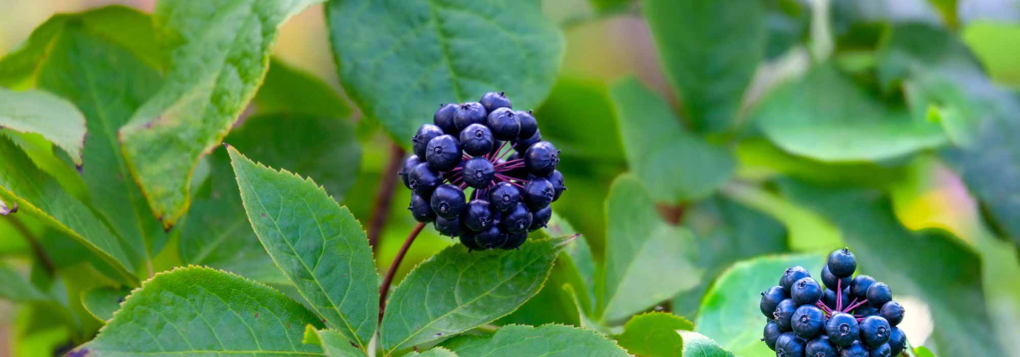 Eleuterococo, Acanthopanax: plantar, cultivar e cuidar