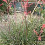 Hesperaloe – iúca-vermelha: plantação, cultivo e manutenção