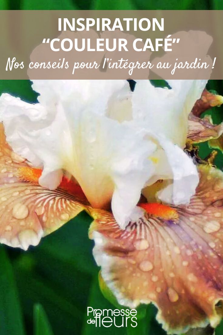 íris castanho, castanho-escuro e cor de café no jardim