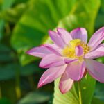 Nelumbo - Loto: plantar e cuidar