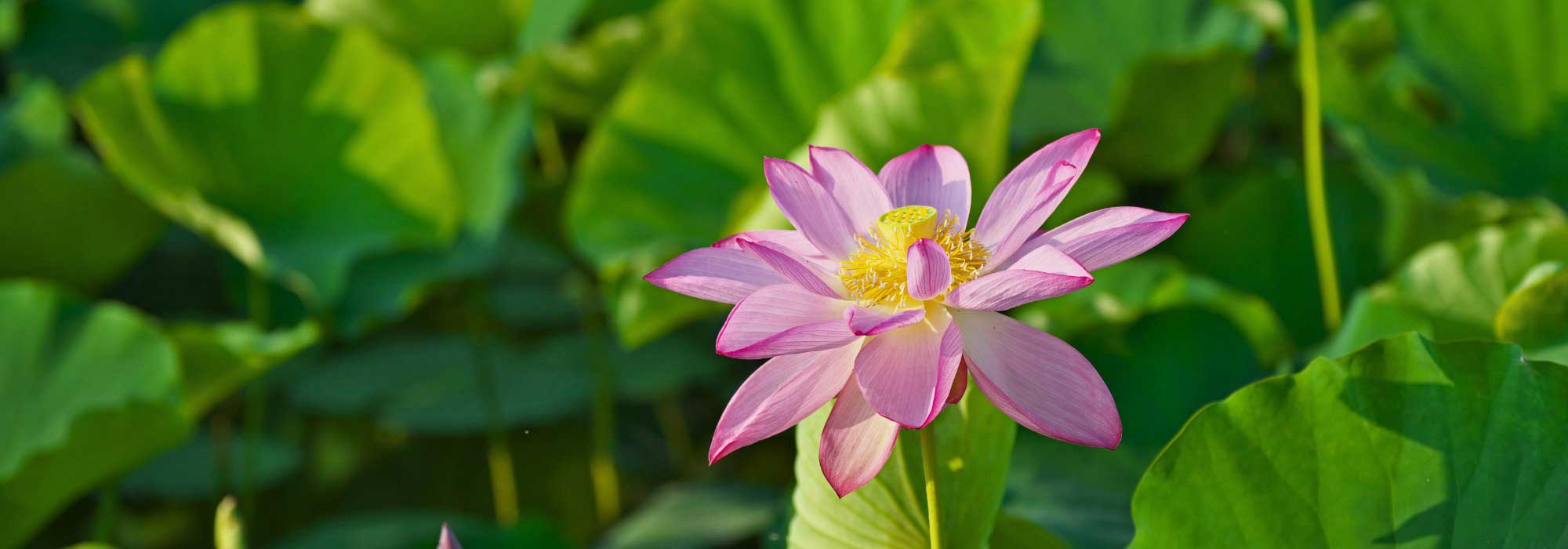 Nelumbo - Loto: plantar e cuidar