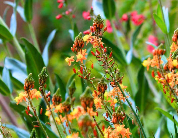 Como multiplicar a cebolinha-de-jardim?