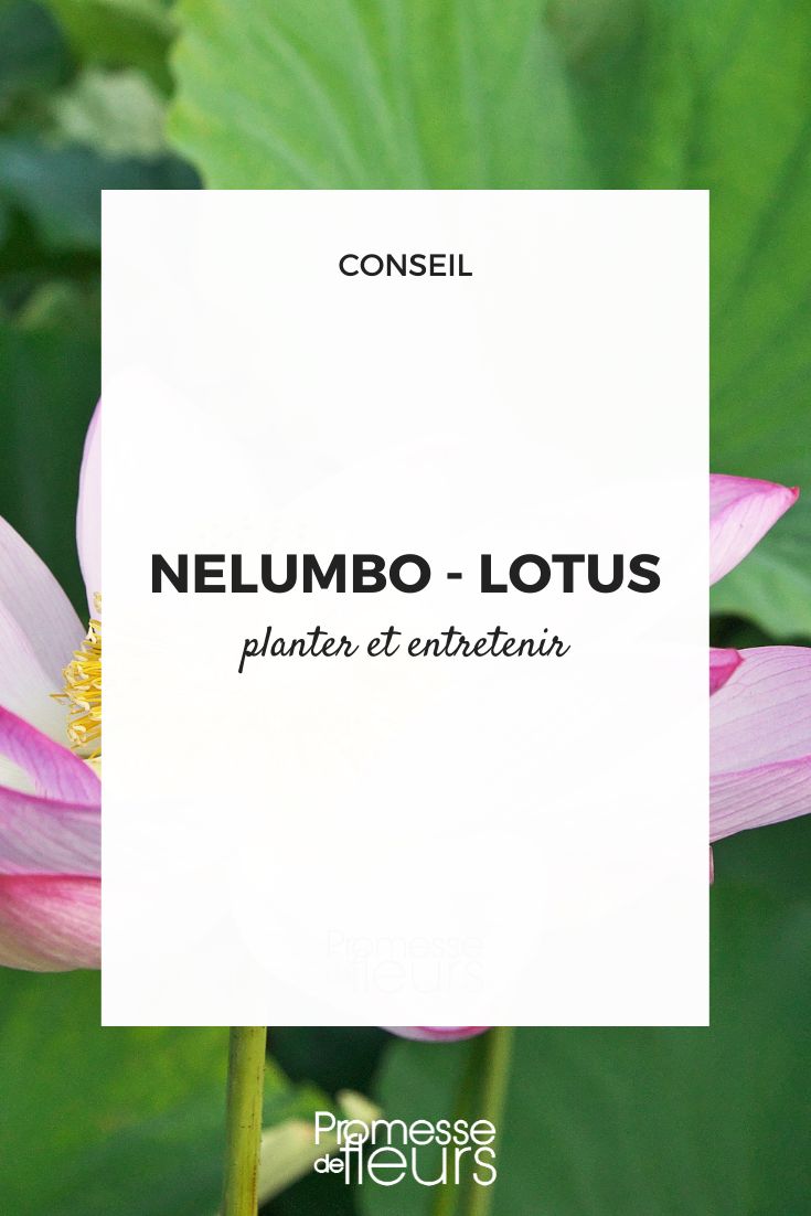 Cultivar o loto