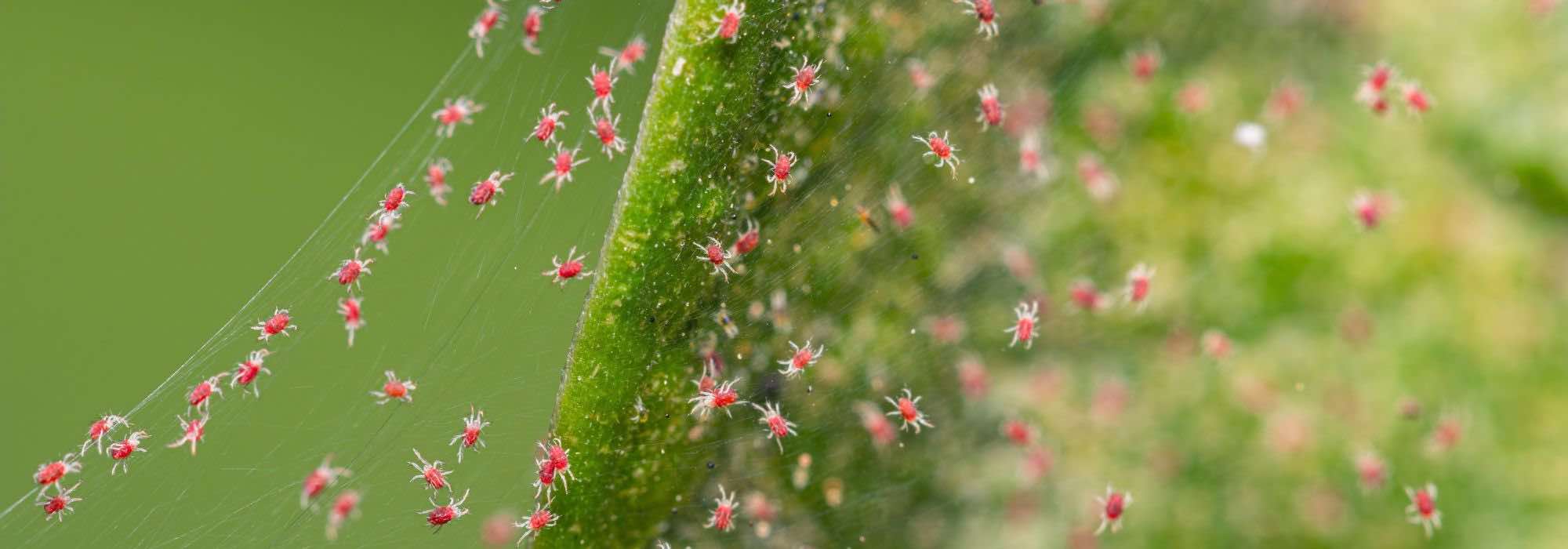 Como eliminar os ácaros das plantas?