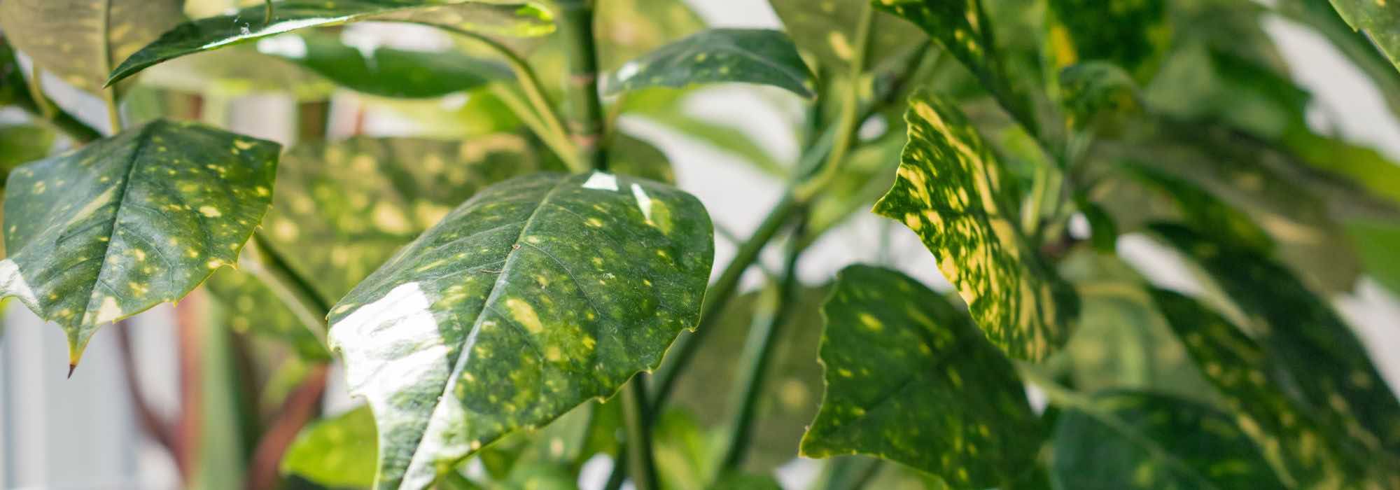 Cultivar um Aucuba em vaso