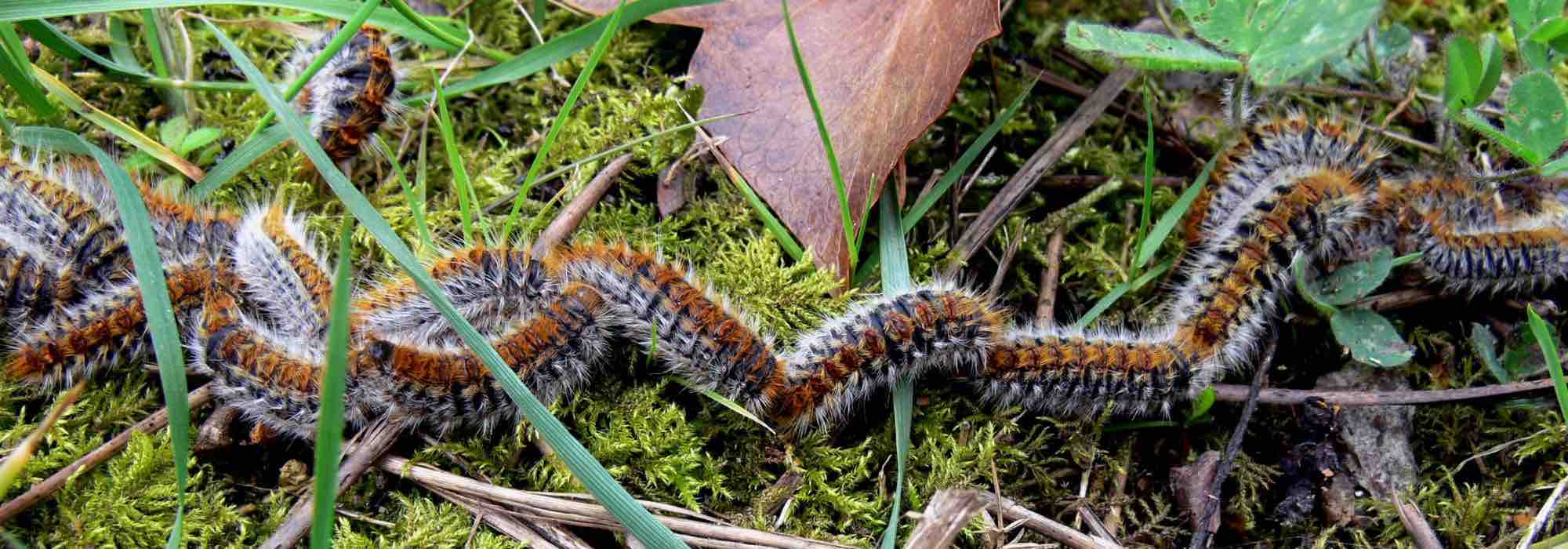 Como eliminar as lagartas das plantas?