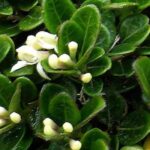 Lonicera: que variedade escolher para cobrir um talude?