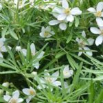 7 laranjeiras-do-México para cultivar em vaso