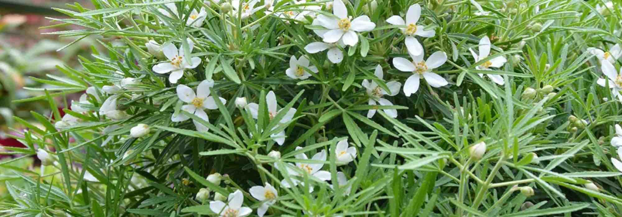 7 laranjeiras-do-México para cultivar em vaso