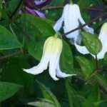 Clematites herbáceas: as mais belas variedades de flores brancas