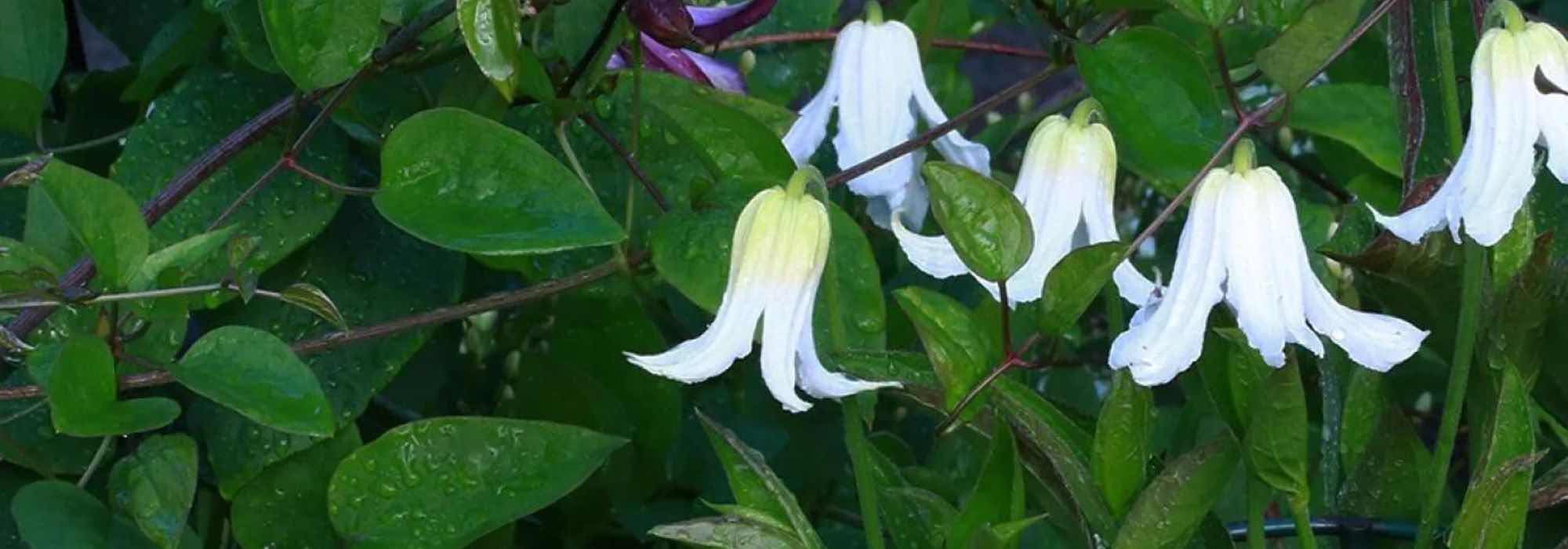 Clematites herbáceas: as mais belas variedades de flores brancas