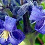 Descubra 9 clematites herbáceas com magníficas flores azuis