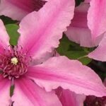 As clematites herbáceas de flores cor-de-rosa: uma seleção deslumbrante!