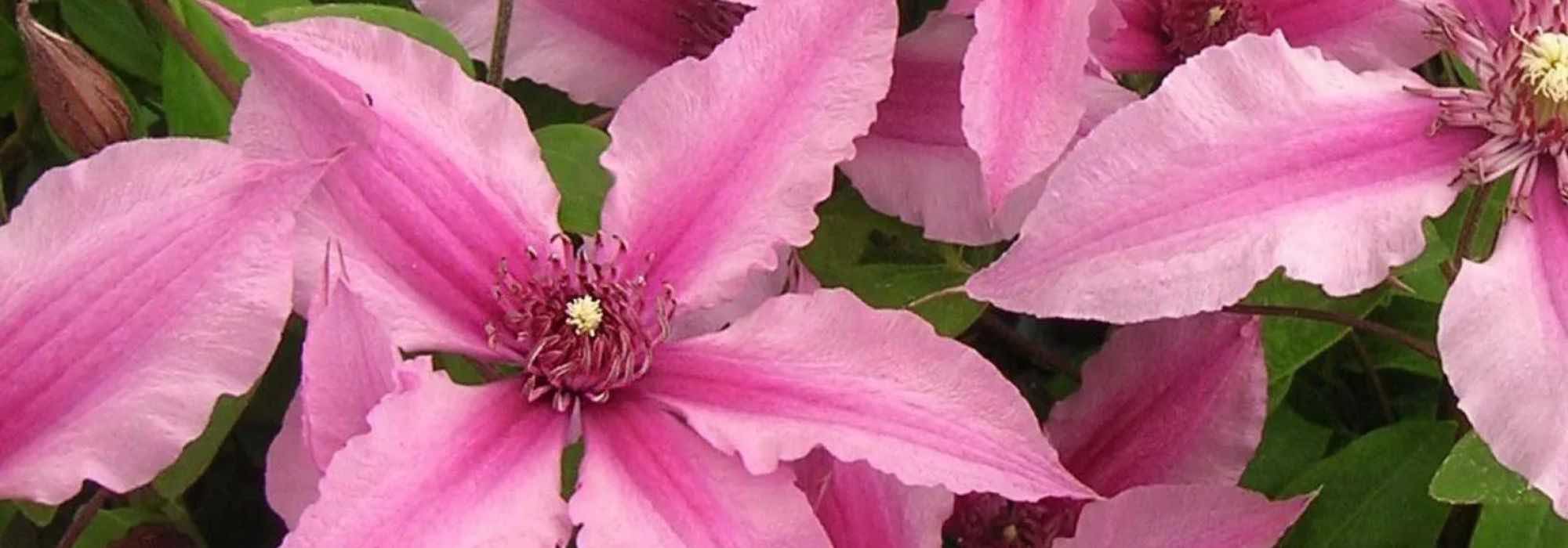 As clematites herbáceas de flores cor-de-rosa: uma seleção deslumbrante!