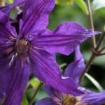 Clematites herbáceas com flores violetas e malvas: o nosso top 5