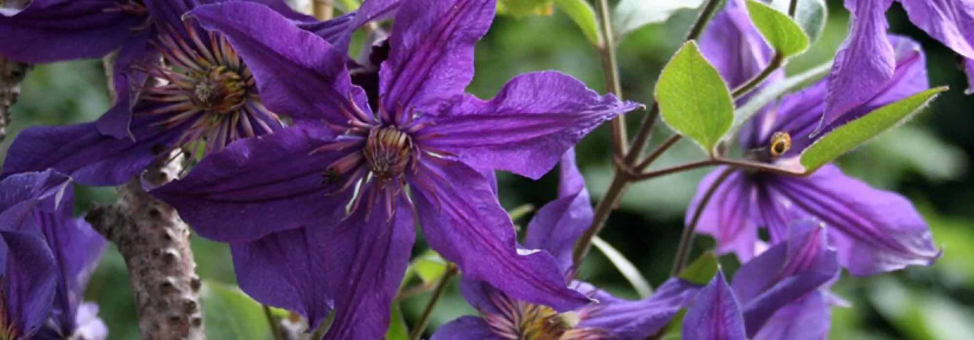 Clematites herbáceas com flores violetas e malvas: o nosso top 5