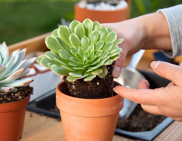 Como plantar plantas suculentas em vaso?