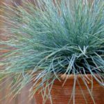 Como cultivar festuca em vaso?