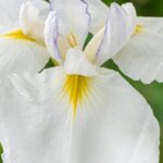 7 íris aquáticas de flores brancas para iluminar as margens ou os solos frescos