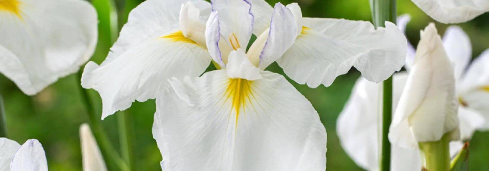 7 íris aquáticas de flores brancas para iluminar as margens ou os solos frescos
