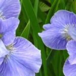 9 magníficas íris de água com flores azuis