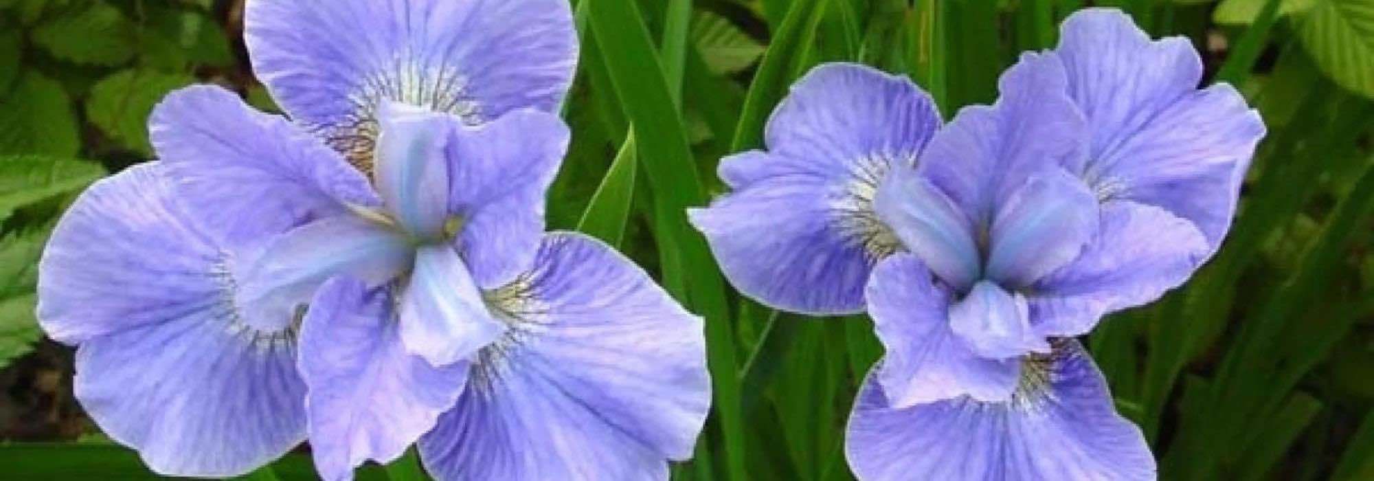9 magníficas íris de água com flores azuis
