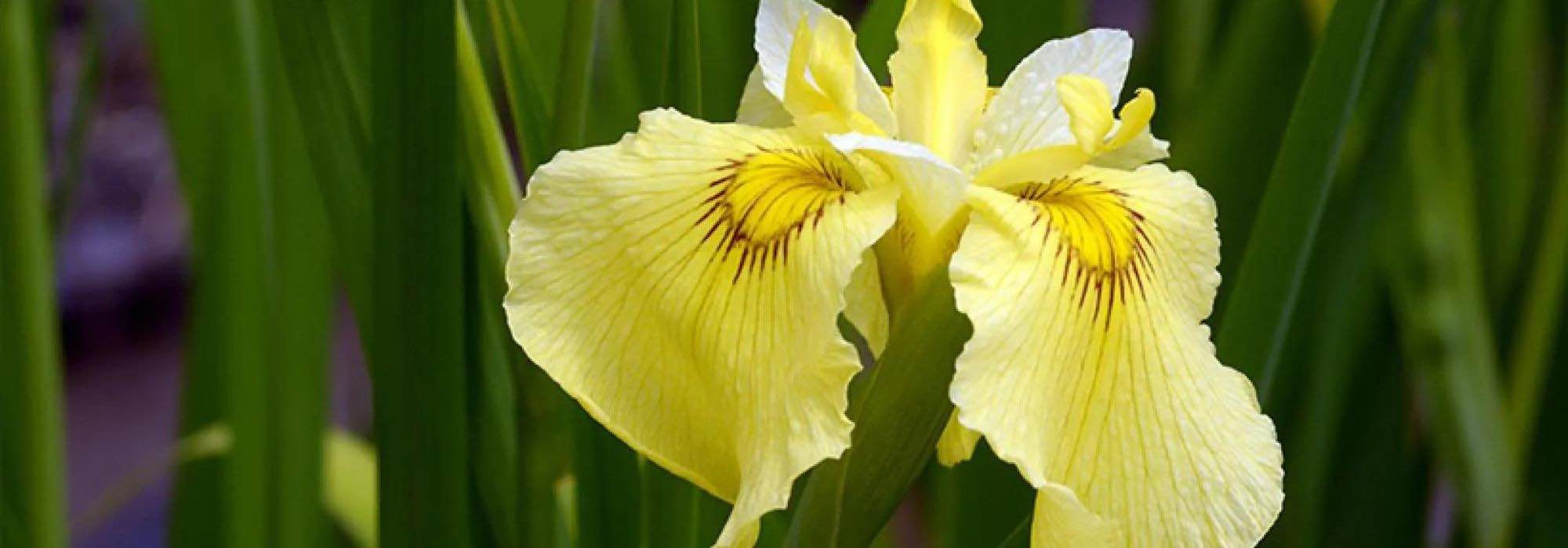 Zonas húmidas: os 5 melhores íris aquáticos de flores amarelas