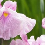 7 íris-de-água com flores cor-de-rosa para embelezar as zonas húmidas