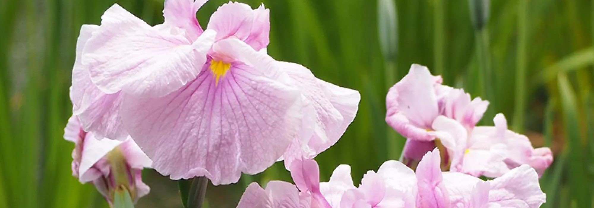 7 íris-de-água com flores cor-de-rosa para embelezar as zonas húmidas