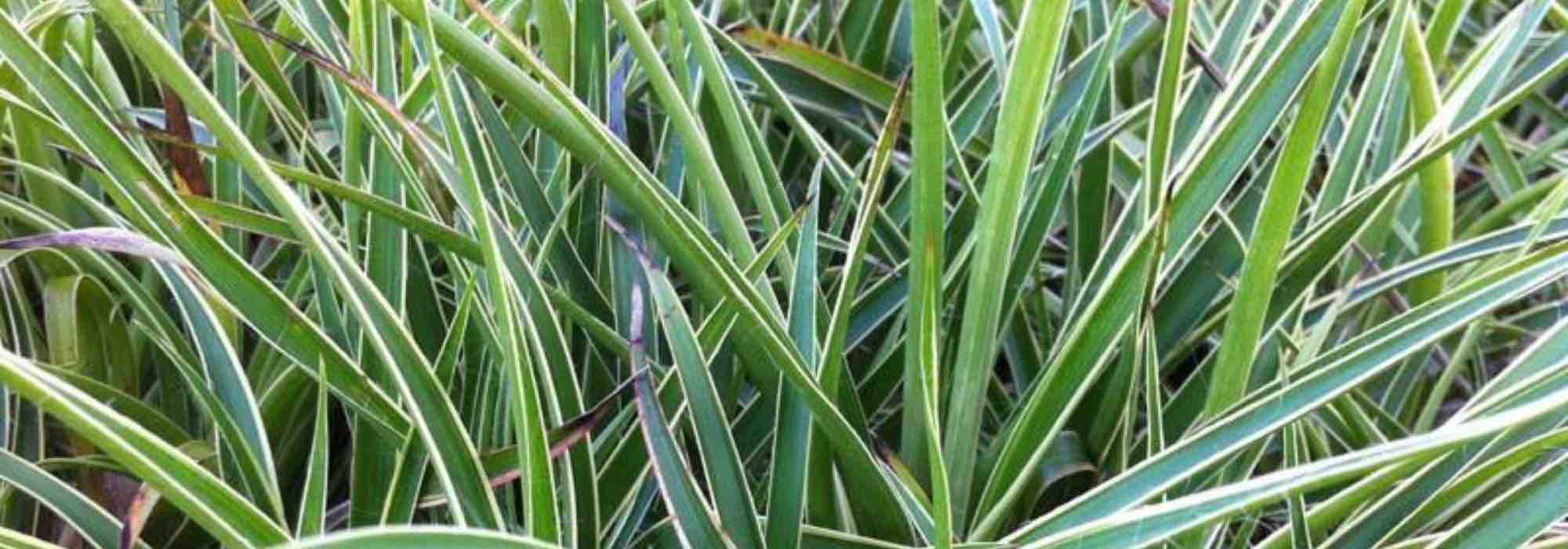 Cultivar uma lúzula em vaso