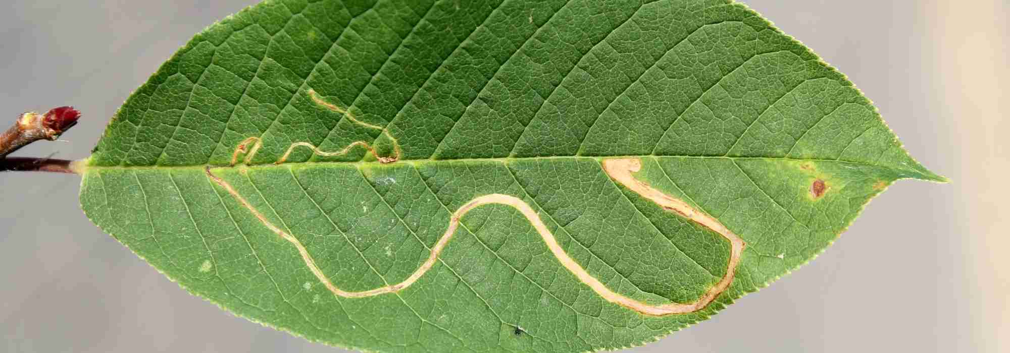 Como eliminar as mineiras das plantas?