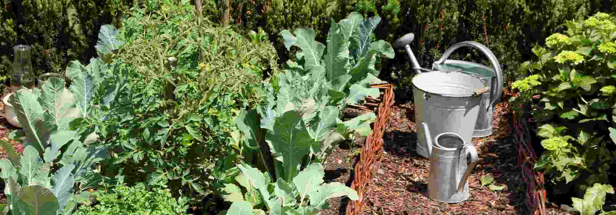 Horta na região Este: que legumes cultivar?